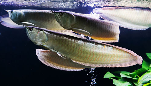 Close-up of fish swimming in sea