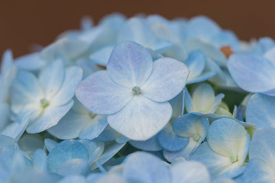 Close-up of white hydrangea flowers