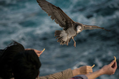 Seagulls flying by people with snacks