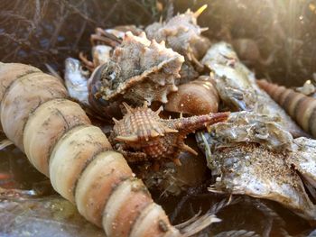 Close-up of crab