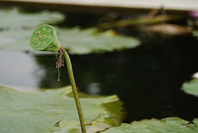 Close-up of lizard on water