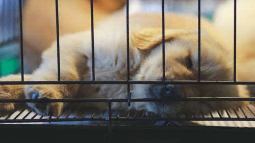 A puppy in a cage for sale in the mall is sleeping. poor dog waiting for someone to buy it.