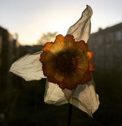 Close-up of flower against sky