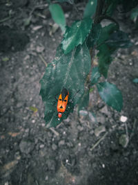 High angle view of ladybug on leaf