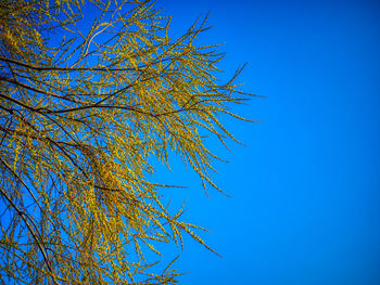 Low angle view of tree against clear blue sky