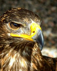 Close-up of bird