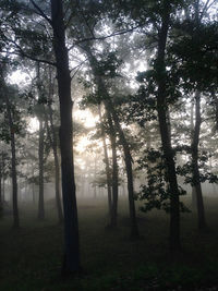 Sunlight streaming through trees in forest