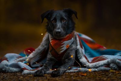 Portrait of dog with blanket sitting on land