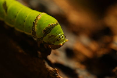 Close-up of insect on leaf