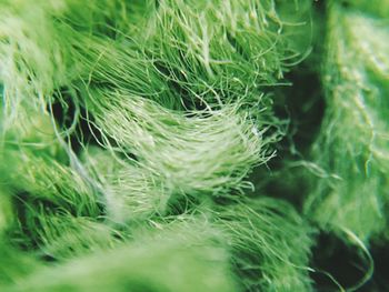 Close-up of plant