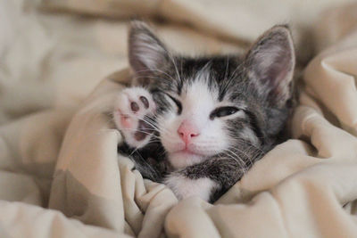 Close-up of kitten on bed