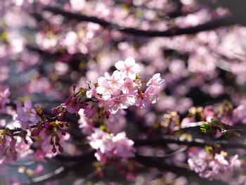 Close-up of pink flowers on branch