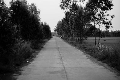 Road amidst trees