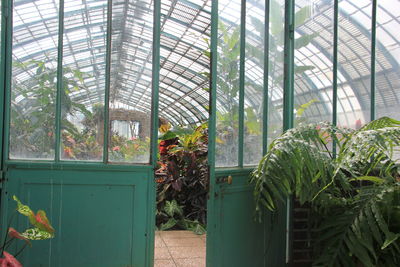 Plants in greenhouse