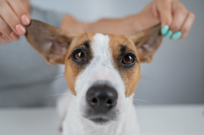 Close-up portrait of dog sticking out tongue