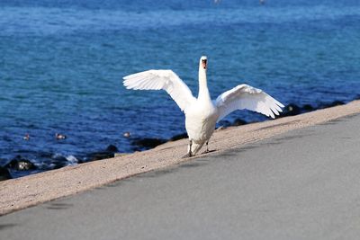 Swan tries to scare a photograhor.