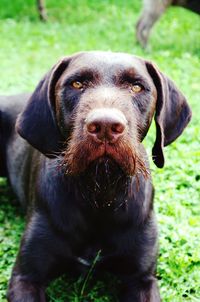 Close-up portrait of dog