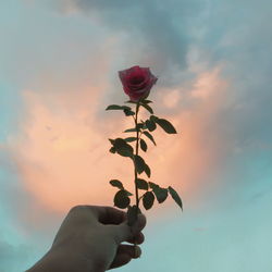 Close-up of hand holding plant against sky