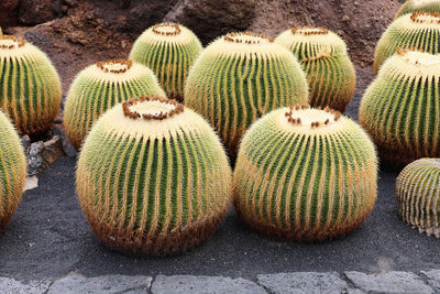 Cacti on field