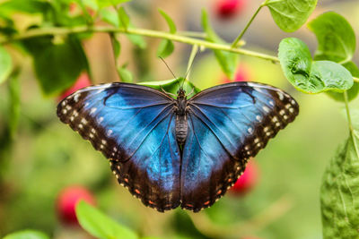 Butterfly on plant