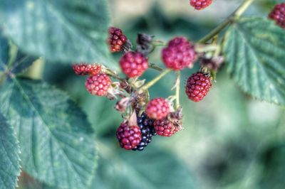 Close-up of red berries growing on tree