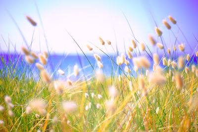 Close-up of purple flowering plants on field against clear sky