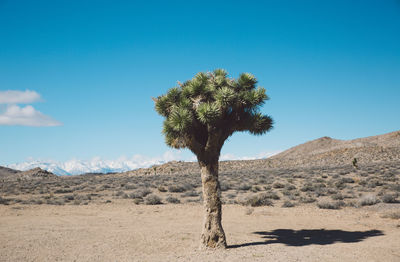 Tree on desert against clear blue sky