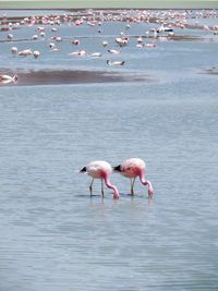 Flamingoes foraging in river