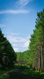 Trees on field against sky