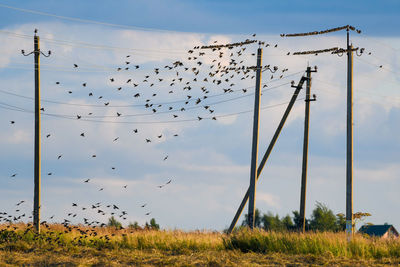 Flock of birds flying in the sky