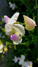 Close-up of flowers blooming outdoors