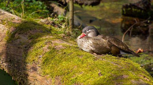 Close-up of bird perching on rock