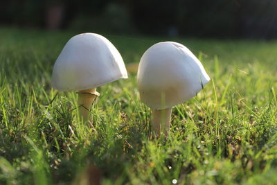 Close-up of mushroom growing on field