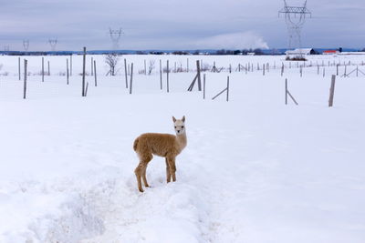 Horizontal shot of cute cream-coloured baby alpaca standing in snow-covered fenced field