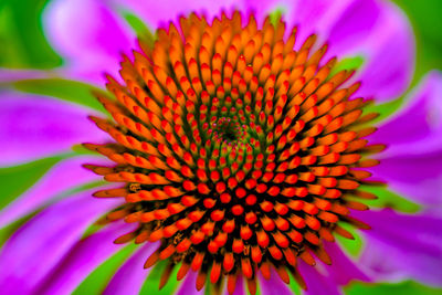 Extreme close up of pink flower