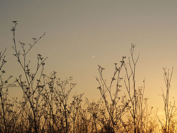 Low angle view of silhouette plants against sky during sunset