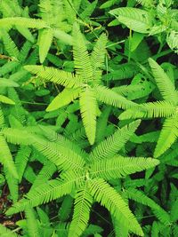 High angle view of fern leaves
