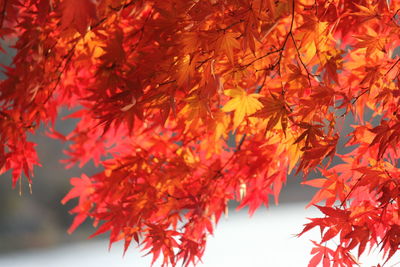 Low angle view of maple leaves on tree during autumn