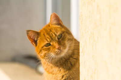 Close-up portrait of a cat