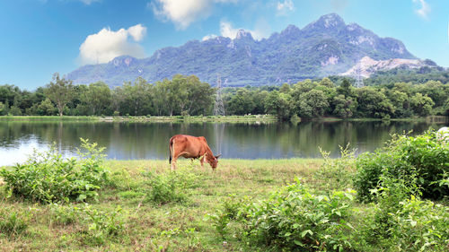 Horse in a lake