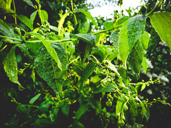 Close-up of wet plant leaves