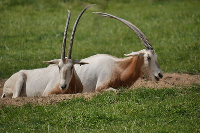 Oryx in a field