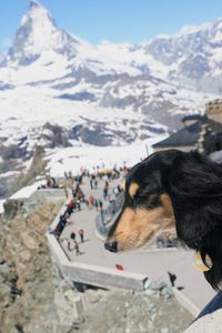 High angle view of dog on snow covered mountain