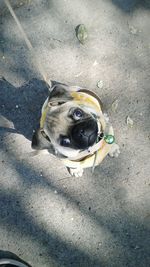 High angle portrait of puppy sitting outdoors