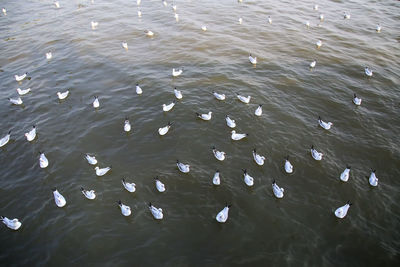 High angle view of swans swimming in lake