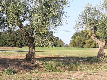 Trees growing on field