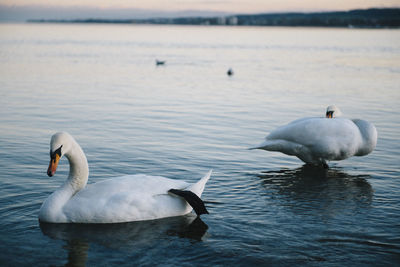 Swans swimming in lake