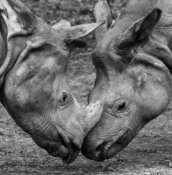 Close-up of rhinoceros fighting on land