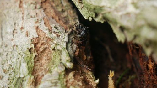 Close-up of insect on tree trunk