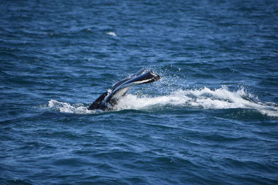 Close-up of sea waves with whale diving